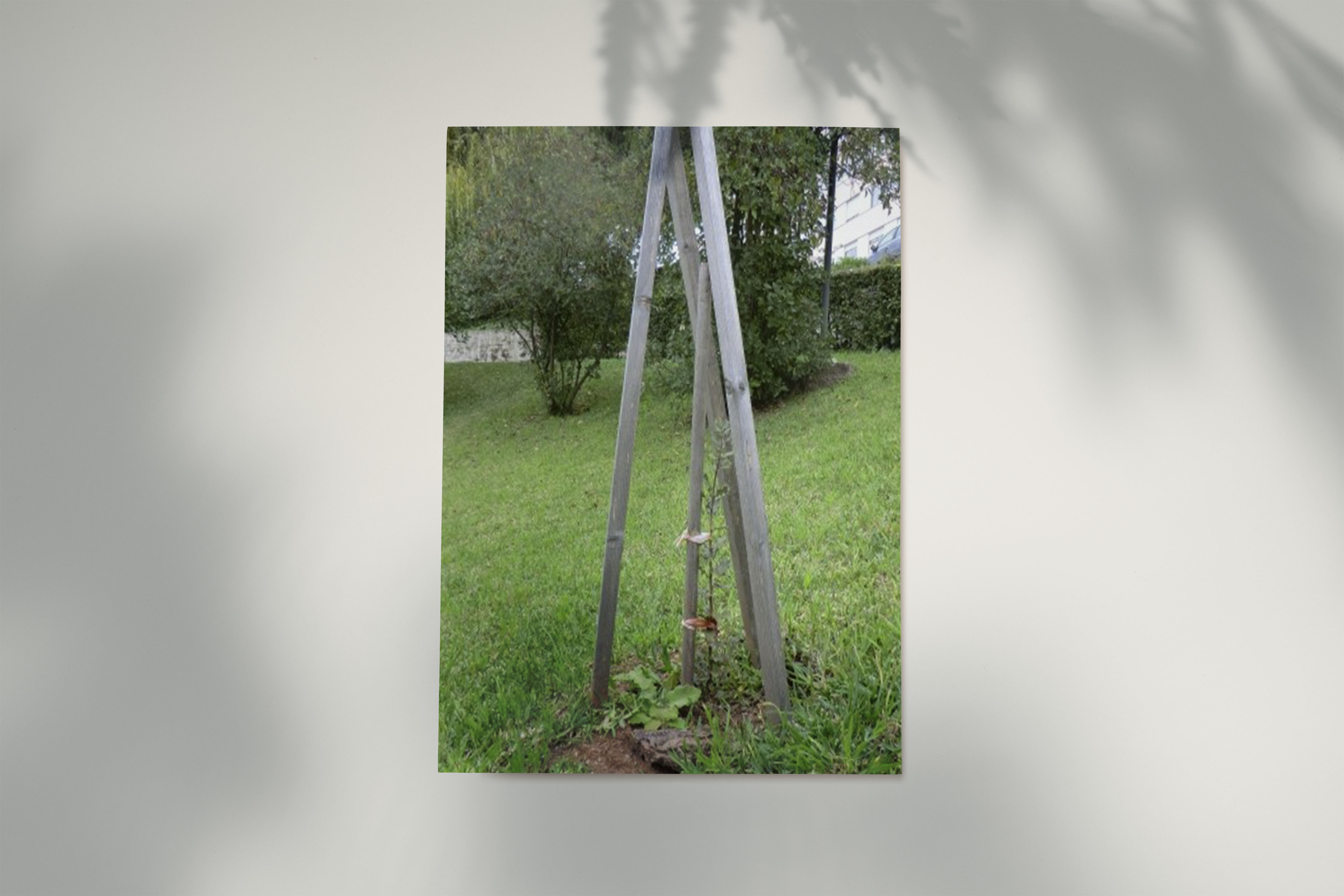 azinheira 1
